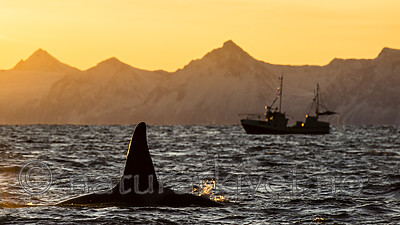 BB 14 0318 / Orcinus orca / Spekkhogger